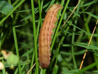 Agrochola (Anchoscelis) litura