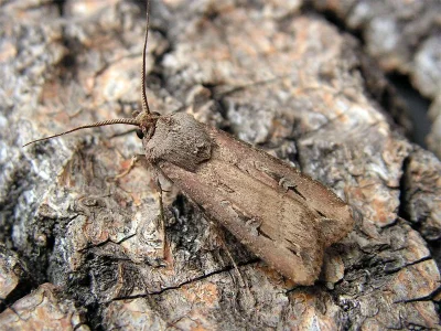Agrotis (Agrotis) ipsilon
