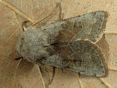 Orthosia (Cororthosia) opima