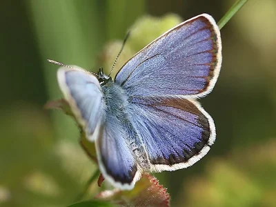 Plebejus (Lycaeides) idas
