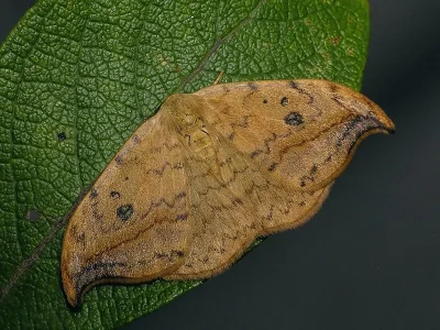 Drepana falcataria