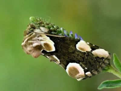 Thyatira batis