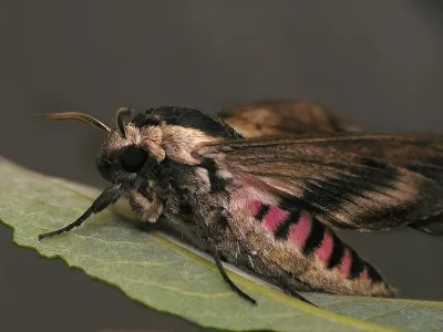 Sphinx ligustri