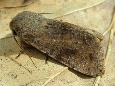 Orthosia (Orthosia) incerta