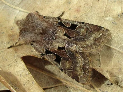 Orthosia (Semiophora) gothica