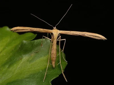 Emmelina monodactyla