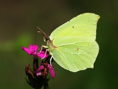 Gonepteryx rhamni