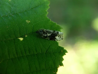 Apotomis turbidana