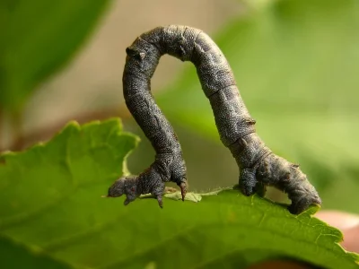 Ennomos (E.) quercinaria