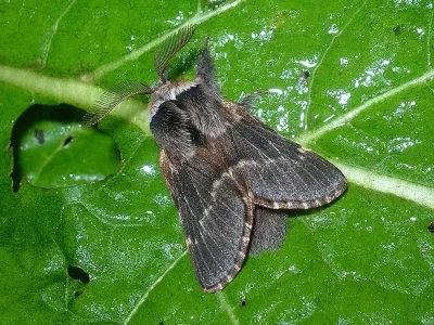 Poecilocampa populi
