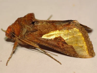 Thysanoplusia (Thysanoplusia) orichalcea