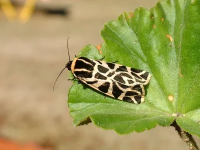 Cymbalophora pudica