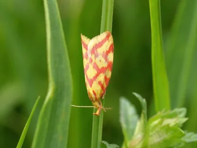 Hypercallia citrinalis