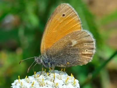 Coenonympha rhodopensis