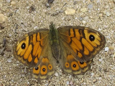 Lasiommata megera