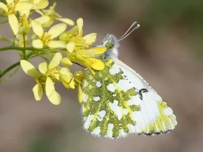 Euchloe (Euchloe) simplonia