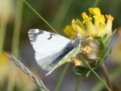 Euchloe (Euchloe) simplonia