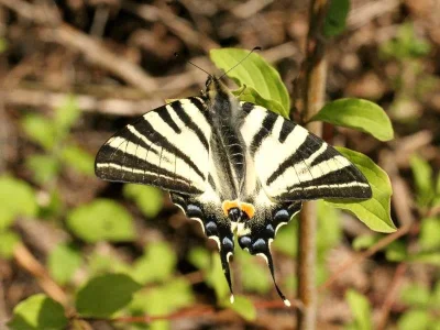 Iphiclides podalirius