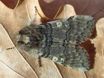 Achlya flavicornis