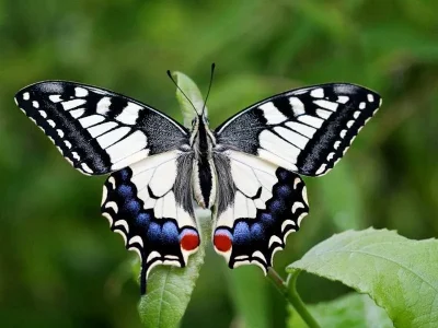 Papilio (Papilio) machaon