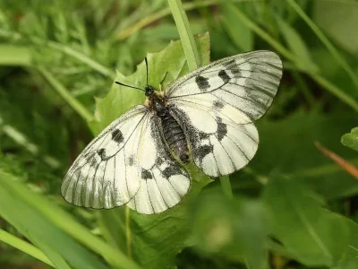 Parnassius (Driopa) mnemosyne
