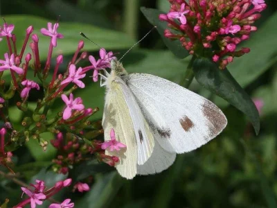 Pieris (Artogeia) mannii