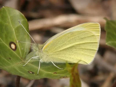 Pieris (Artogeia) rapae