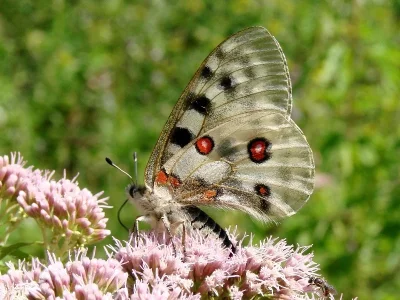 Parnassius (Parnassius) apollo