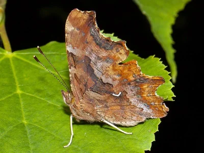 Polygonia c-album