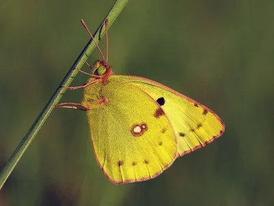 Colias hyale