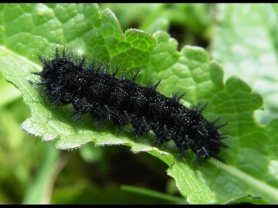 Euphydryas (Eurodryas) desfontainii