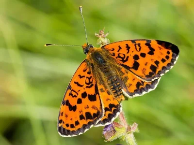 Melitaea didyma