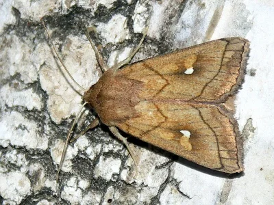 Mythimna (Mythimna) conigera