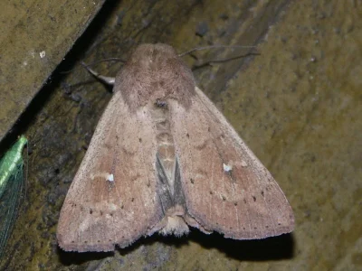 Mythimna (Hyphilare) ferrago