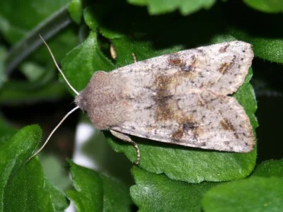 Orthosia (Orthosia) incerta