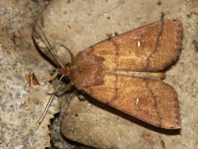 Mythimna (Mythimna) turca