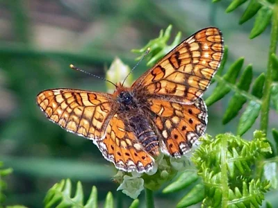 Euphydryas (Eurodryas) aurinia