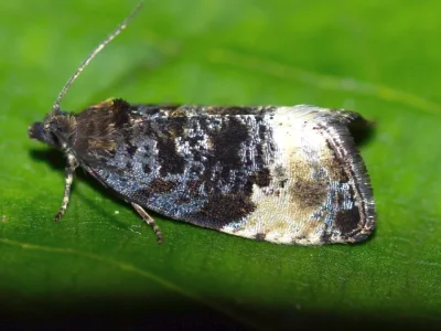 Hedya pruniana