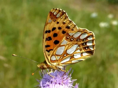 Issoria lathonia