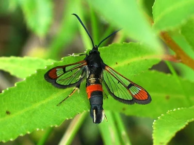 Synanthedon formicaeformis