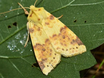 Xanthia (Cirrhia) icteritia