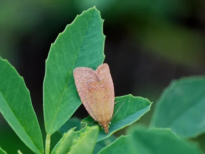 Celypha rufana