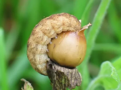 Hadena (Hadena) confusa