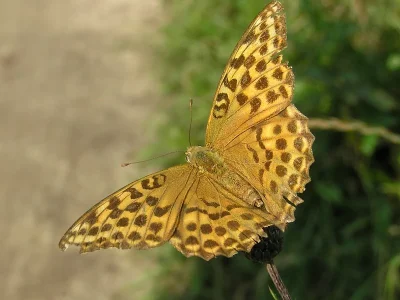 Argynnis (Argynnis) paphia