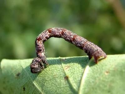 Cyclophora (C.) albipunctata