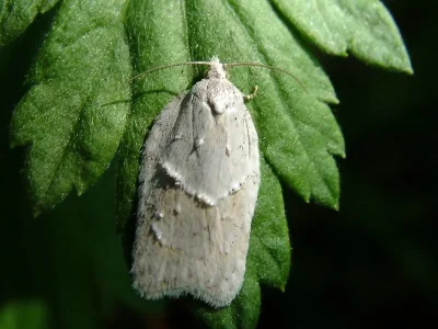 Acleris logiana