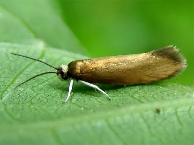 Roeslerstammia erxlebella