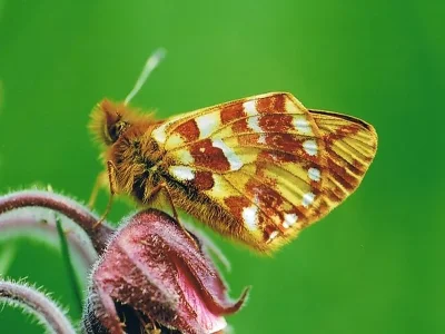 Boloria (Boloria) pales