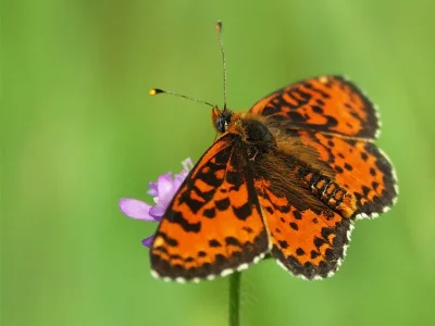 Melitaea didyma