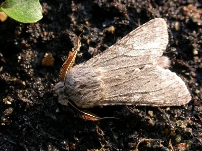 Dicranura ulmi